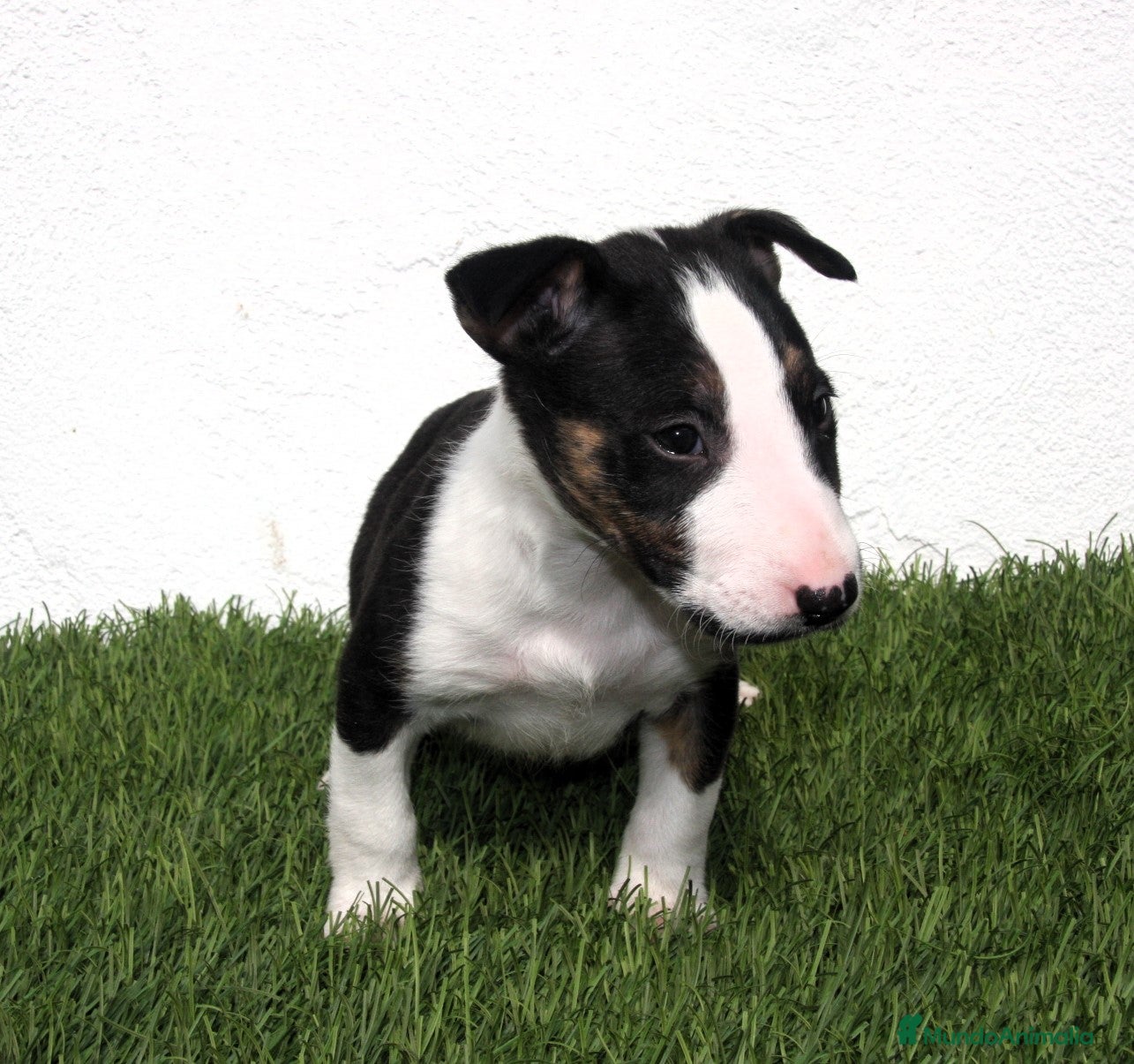 Bull Terrier perros Bull Terrier  - Anuncio 3