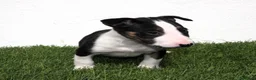 Bull Terrier perros en venta: Bull Terrier  - Anuncio 1