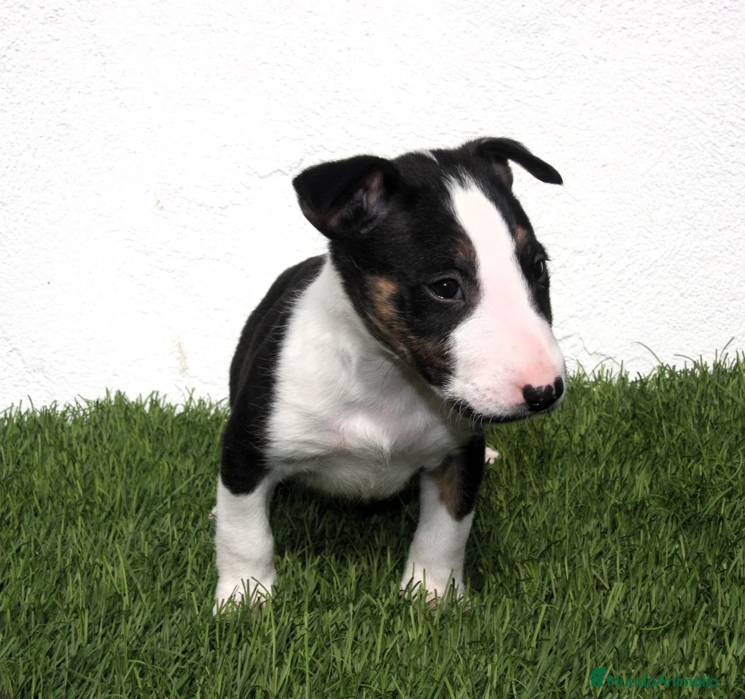 Bull Terrier perros en venta: Bull Terrier  - Anuncio 1