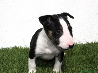 Bull Terrier perros Bull Terrier - Anuncio 3