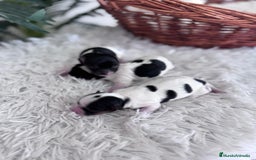 Yorkshire Terrier perros en venta: YORKSHIRE TERRIER BIEWER - Imagen 11