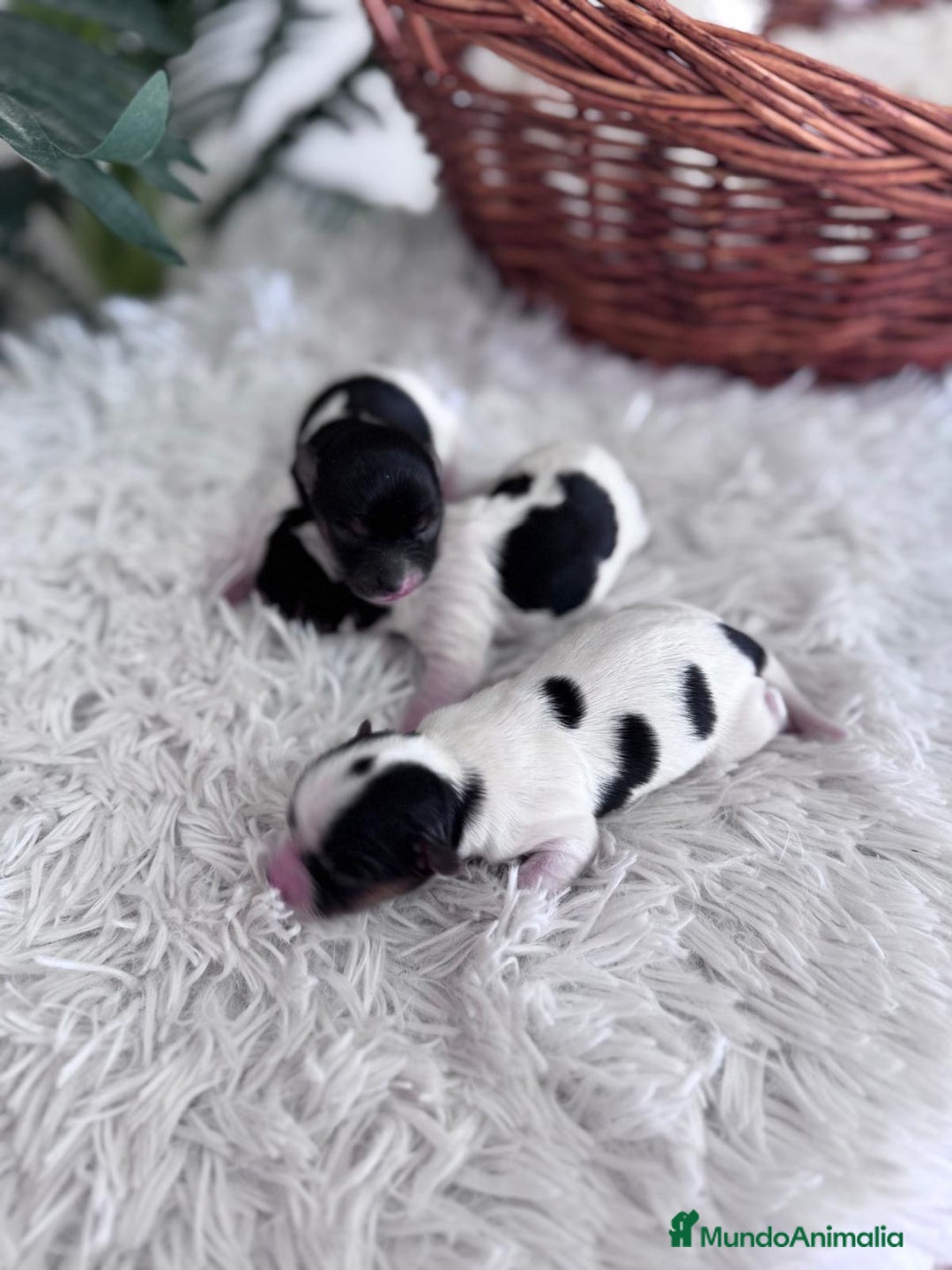 Yorkshire Terrier perros en venta: YORKSHIRE TERRIER BIEWER - Imagen 11