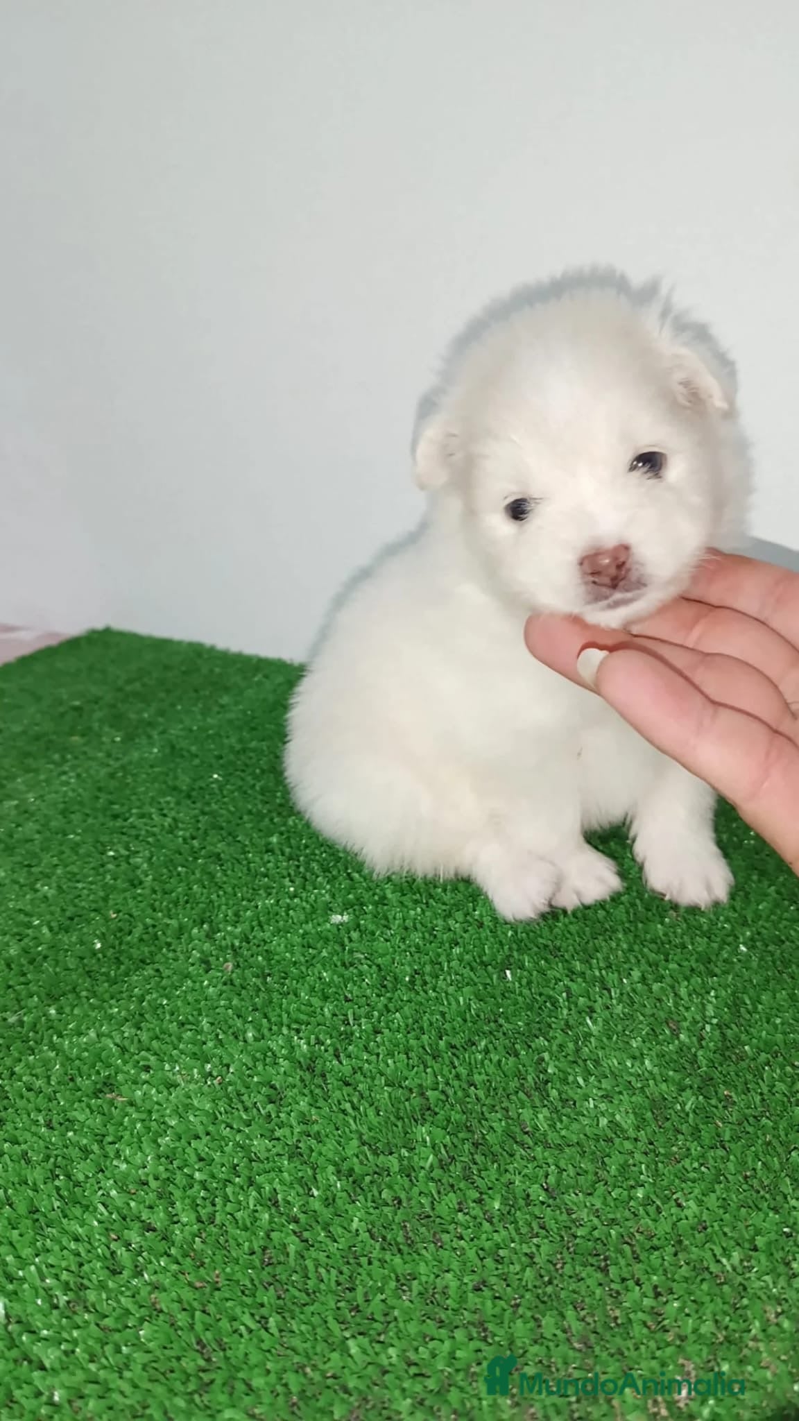 Pomerania perros Preciosos pomeranias🐶🐾 - Anuncio 2