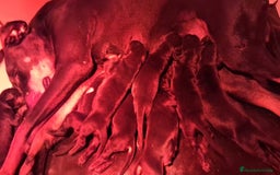 Dobermann perros en venta: Doberman de calidad  - Imagen 6