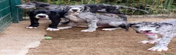 Dogo Alemán perros en venta: DOGO ALEMÁN MERLÉ Y NEGRO - Anuncio 1