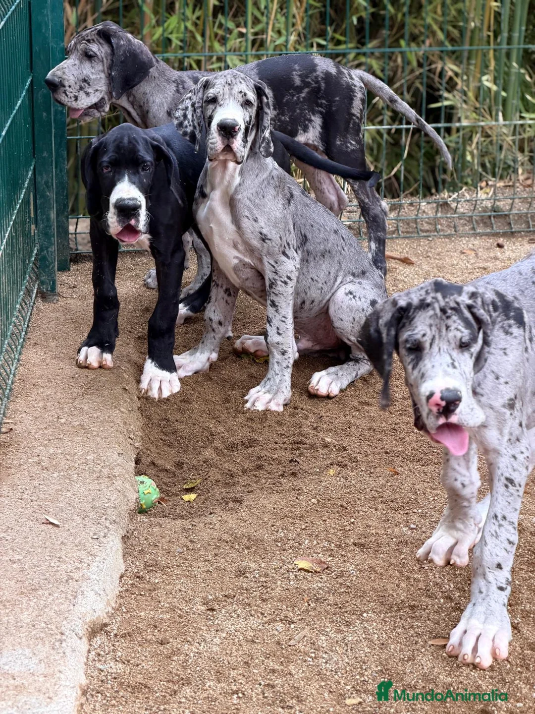 Dogo Alemán perros en venta: DOGO ALEMÁN MERLÉ Y NEGRO - Anuncio 1