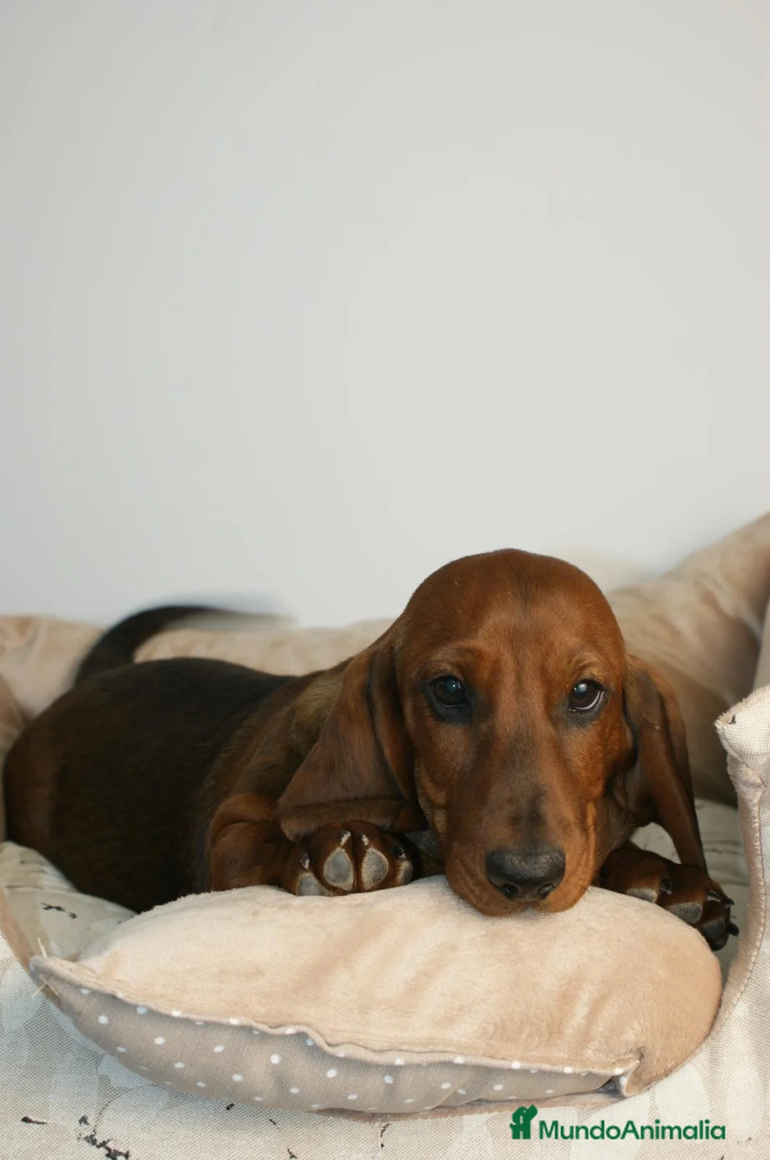 Teckel perros en venta: CACHORRO DE TECKEL STANDARD - Anuncio 3