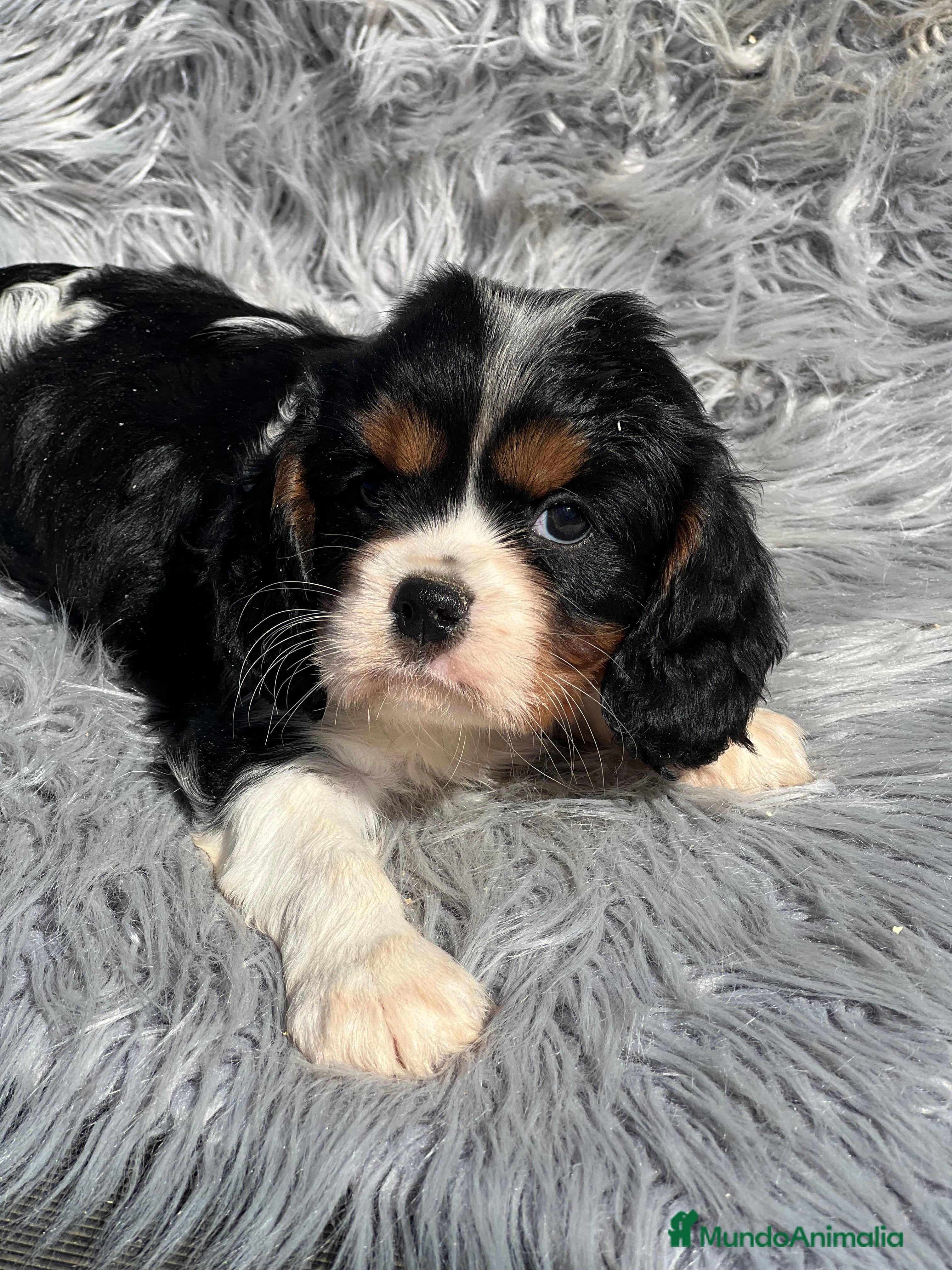Cavalier King Charles Spaniel perros Cavalier tricolor macho  - Anuncio 3