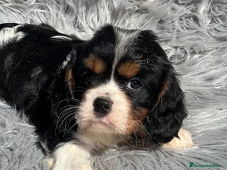 Cavalier King Charles Spaniel perros - Anuncio 26