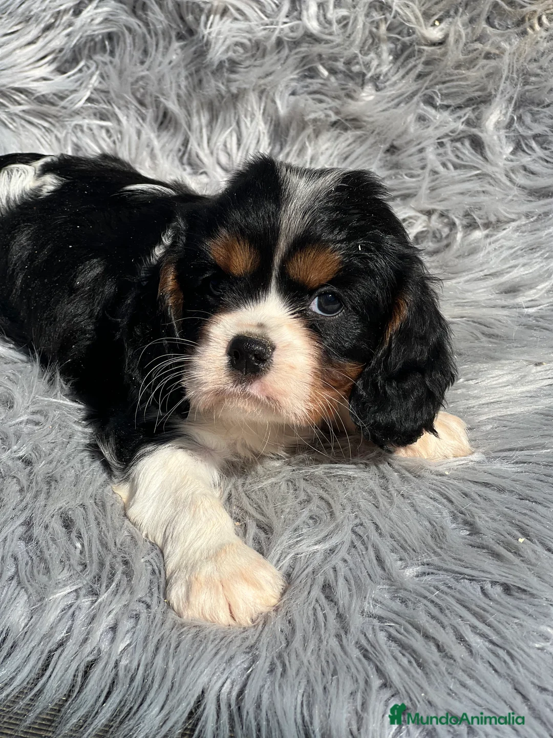 Cavalier King Charles Spaniel perros en venta: Cavalier tricolor macho  - Anuncio 1