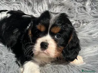 Cavalier King Charles Spaniel perros Cavalier tricolor macho - Anuncio 3
