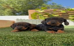 Teckel Miniatura perros en venta: TECKEL. MINIATURA - Imagen 16