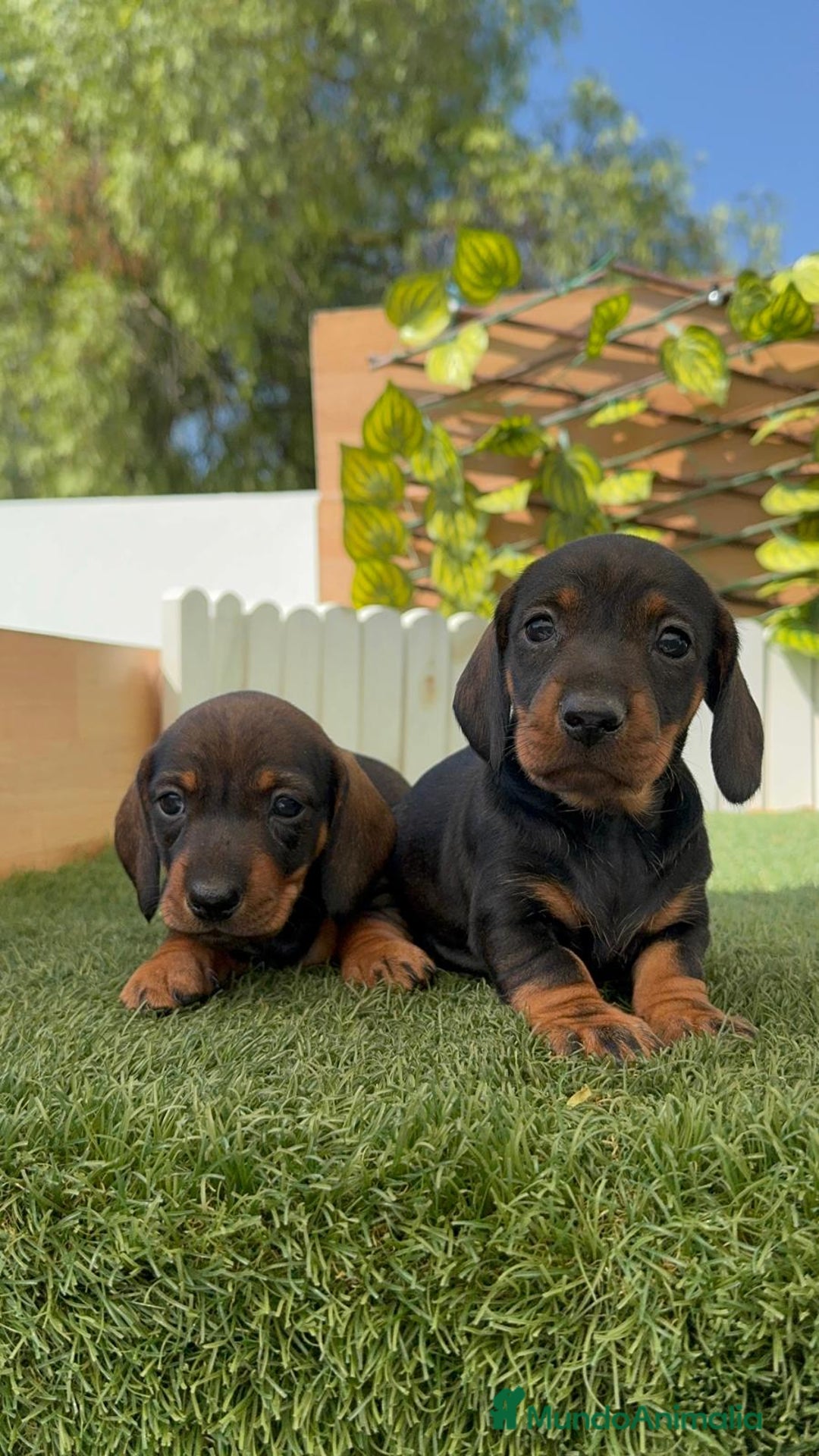 Teckel Miniatura perros en venta: TECKEL. MINIATURA - Imagen 16