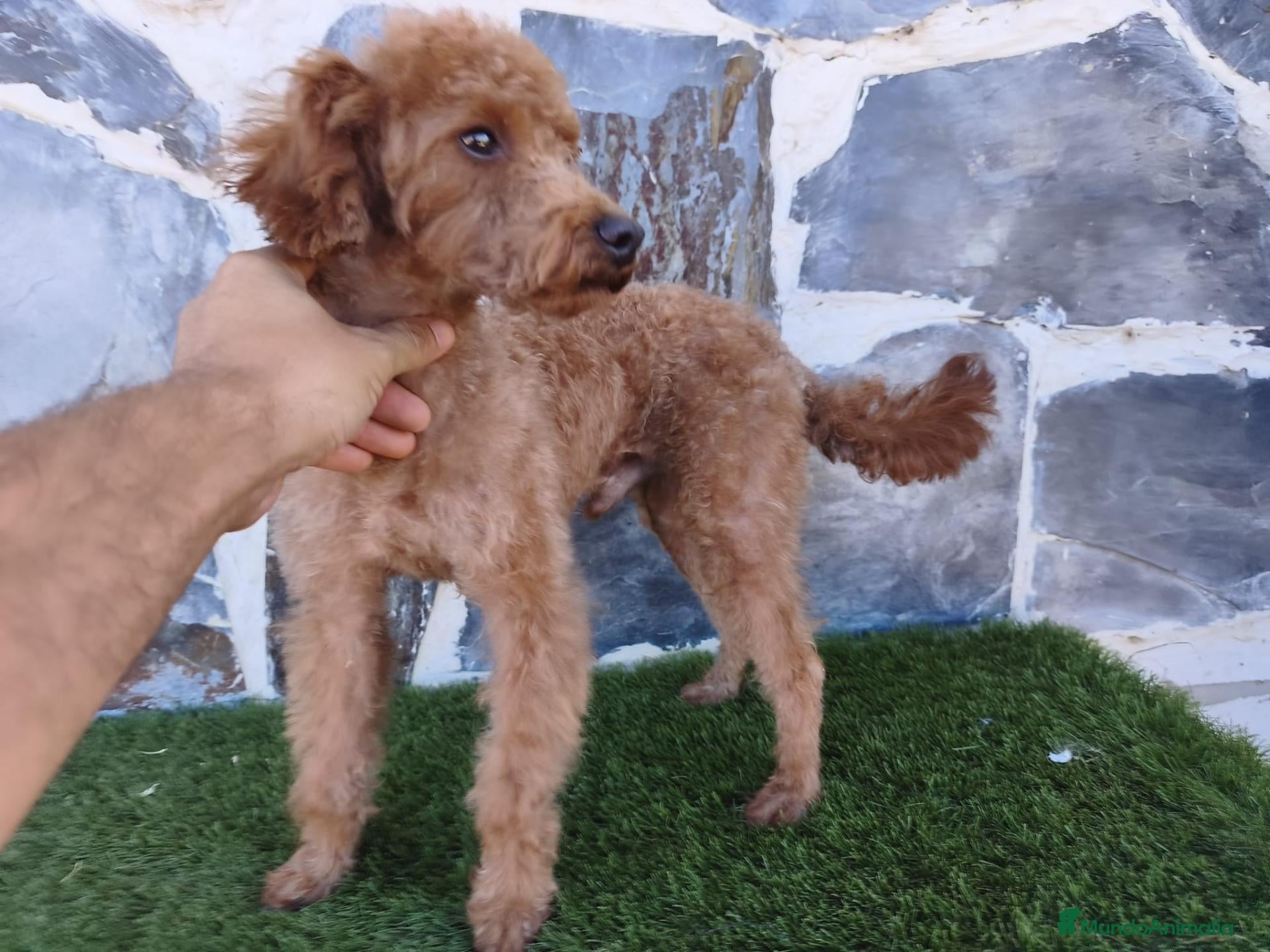 Caniche Enano perros CANICHE ENANO MACHO ADULTO - Anuncio 1