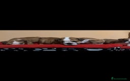 Bulldog Inglés perros en venta: Bulldog ingles  - Imagen 4
