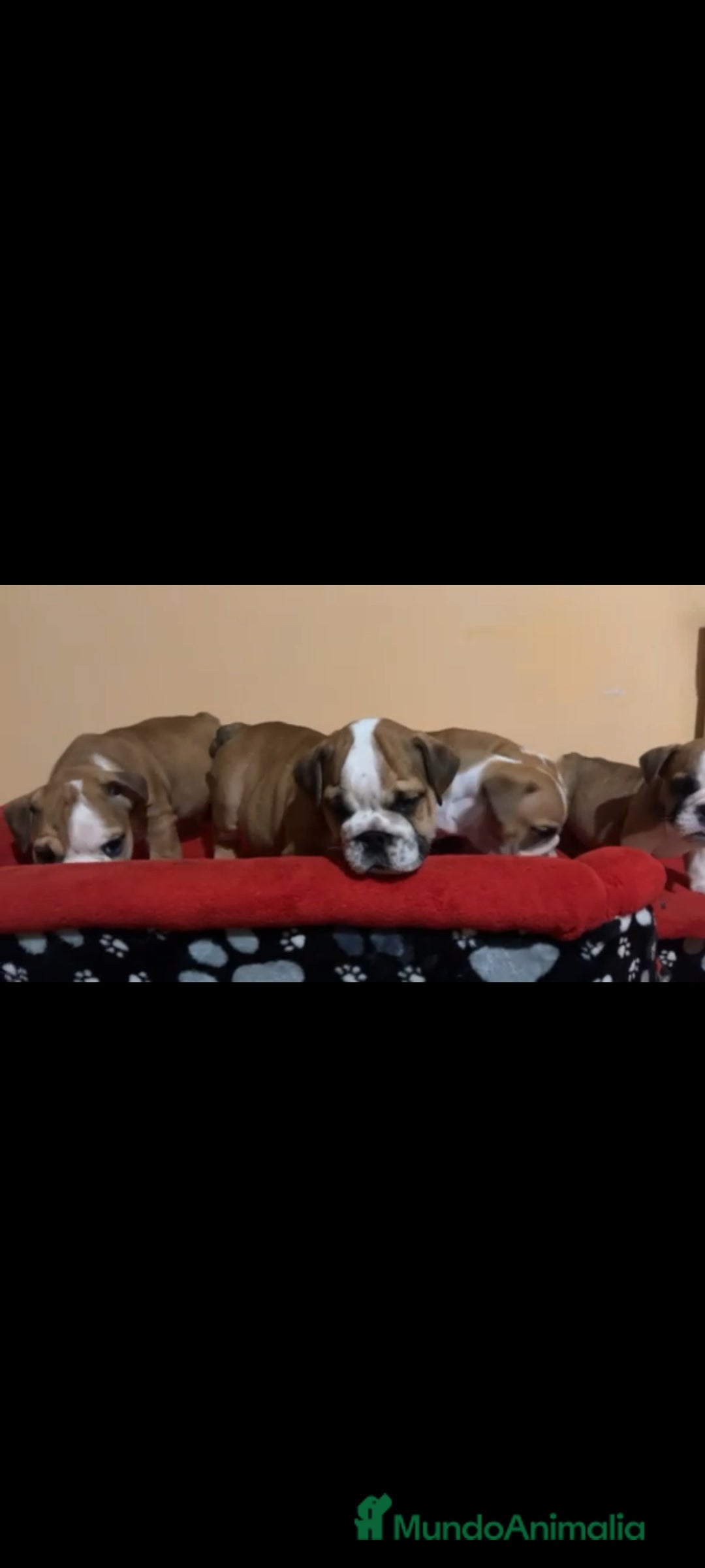 Bulldog Inglés perros en venta: Bulldog ingles  - Imagen 4