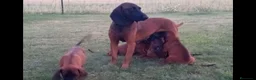 Sabueso de Sangre de Baviera perros en venta: Sabueso de Baviera  - Anuncio 7