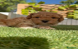 Caniche Toy perros en venta: CANICHE TOY MACHO - Imagen 10