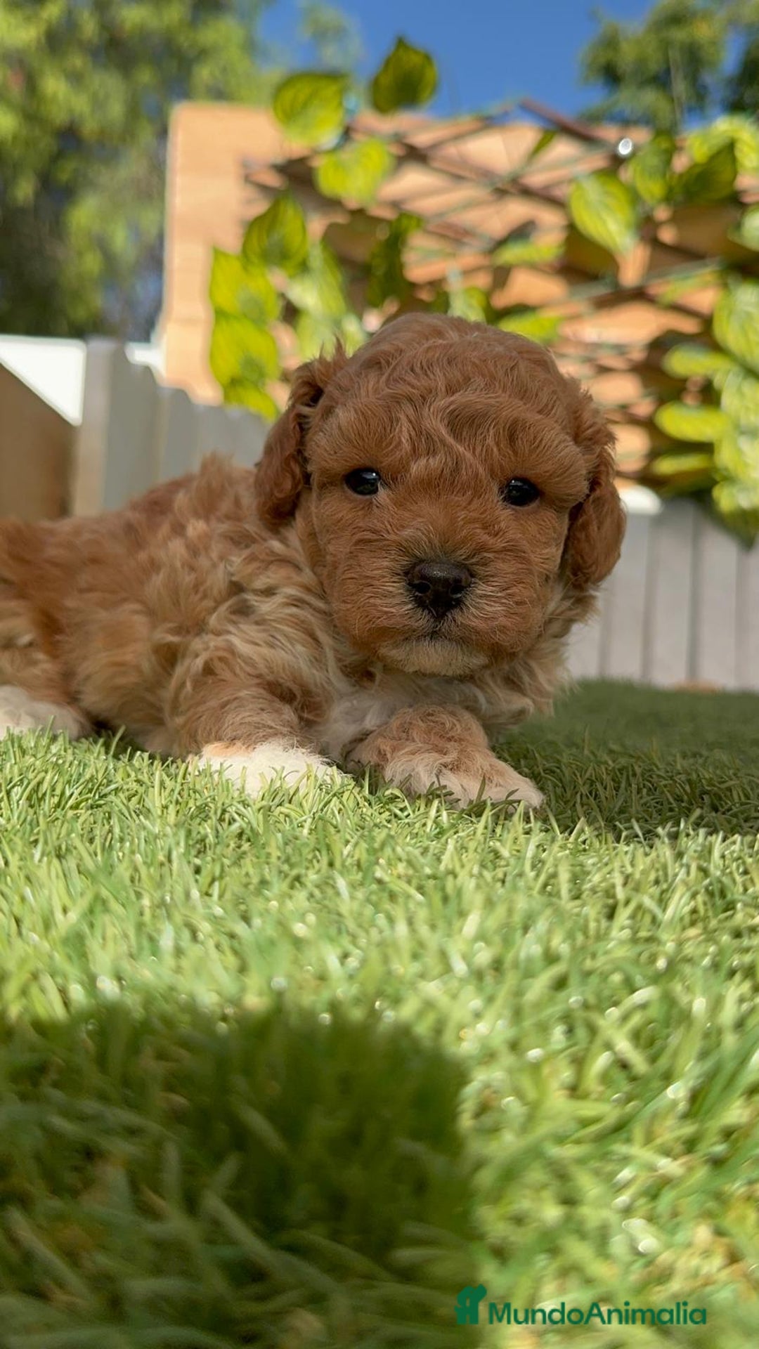 Caniche Toy perros en venta: CANICHE TOY MACHO - Imagen 10