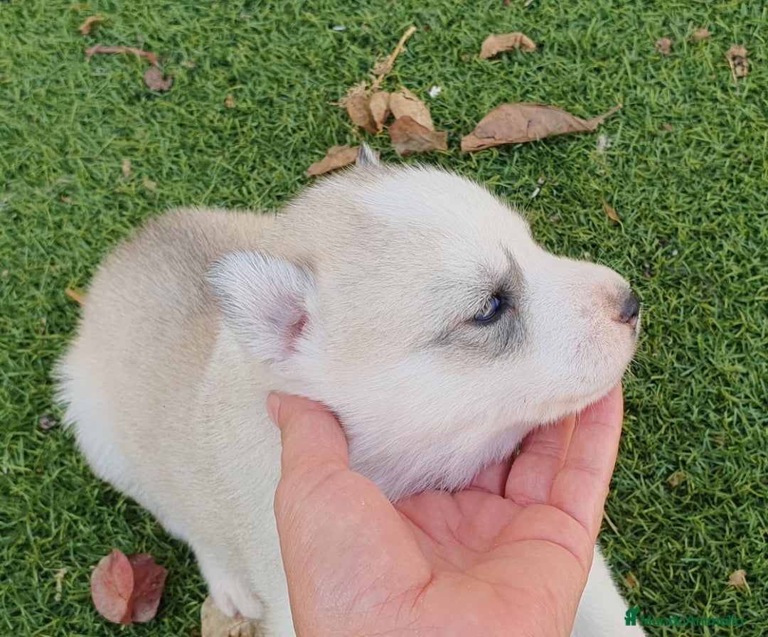 Husky Siberiano perros en venta: Cachorros Husky Siberiano  - Imagen 8