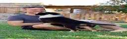 Pastor Australiano perros en venta: Cachorra con garantías y pedigree de cria familiar - Anuncio 5