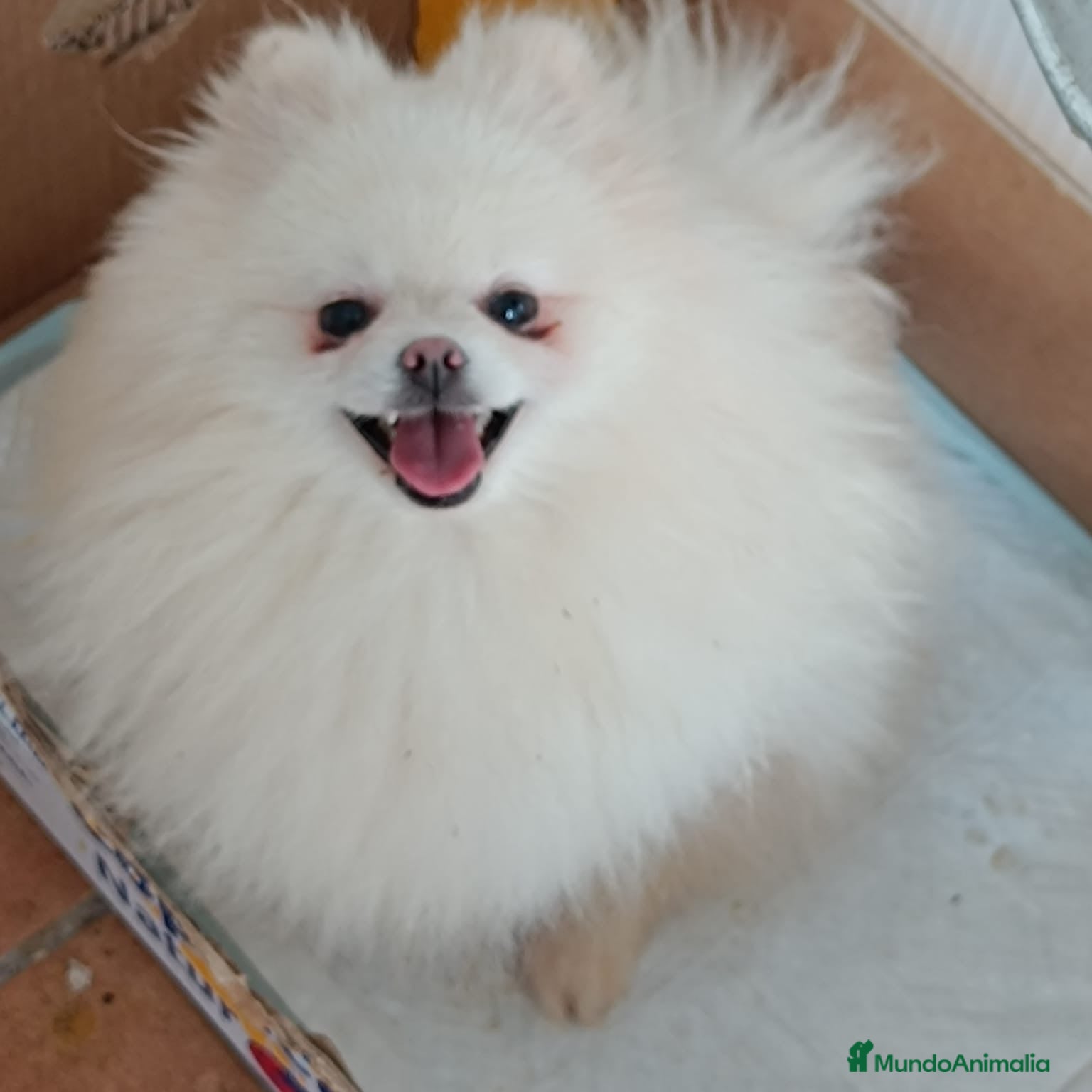 Pomerania perros LULU POMERANIA LÍNEA RUSA TOY - Anuncio 2