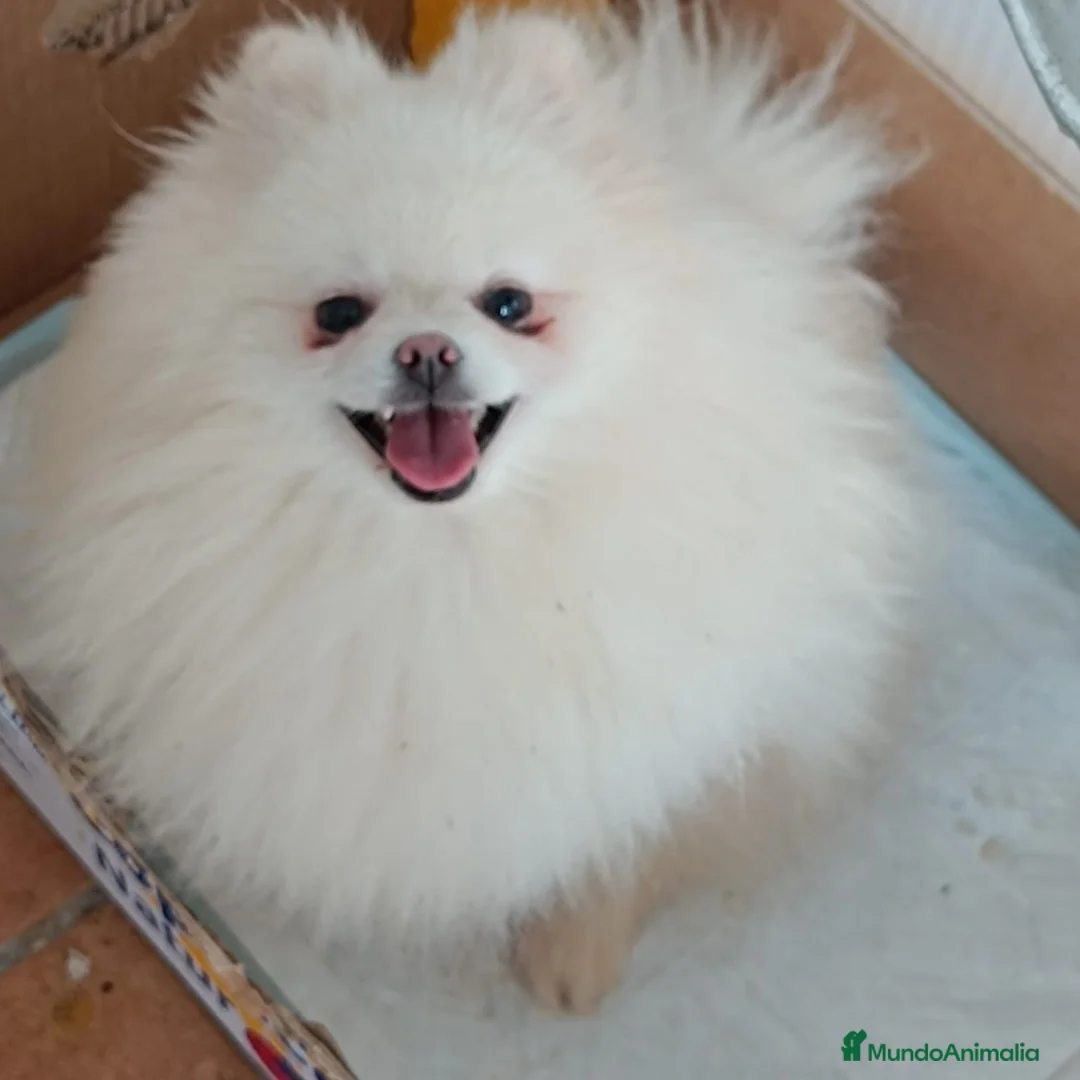 Pomerania perros en venta: LULU POMERANIA LÍNEA RUSA TOY - Anuncio 2