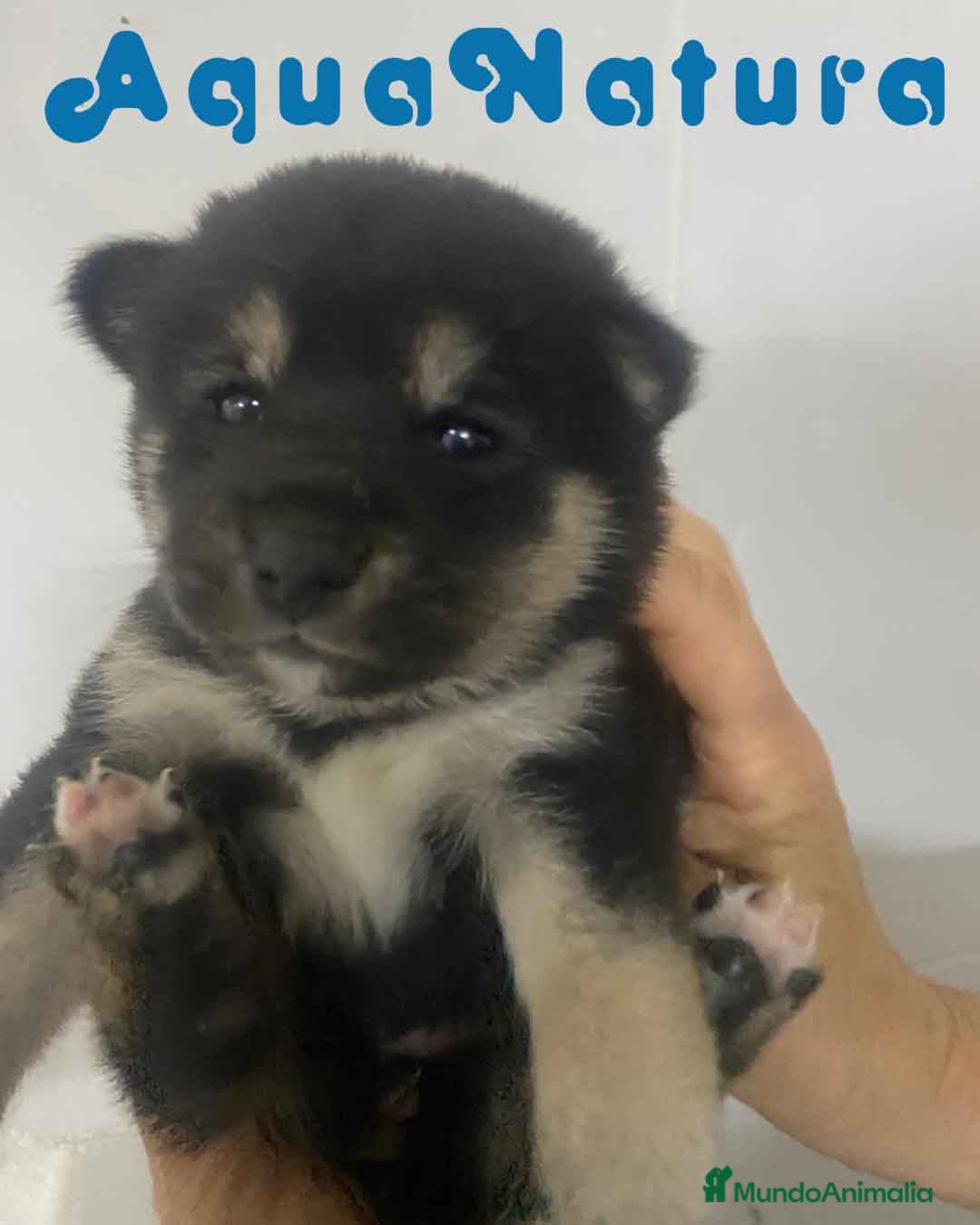 Shiba Inu perros Shiba Inu Hembra 1 de Marsi y Simbad AQUANATURA - Anuncio 7