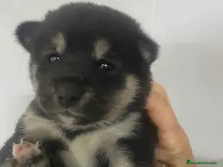 Shiba Inu perros Shiba Inu Hembra 1 de Marsi y Simbad AQUANATURA - Anuncio 7