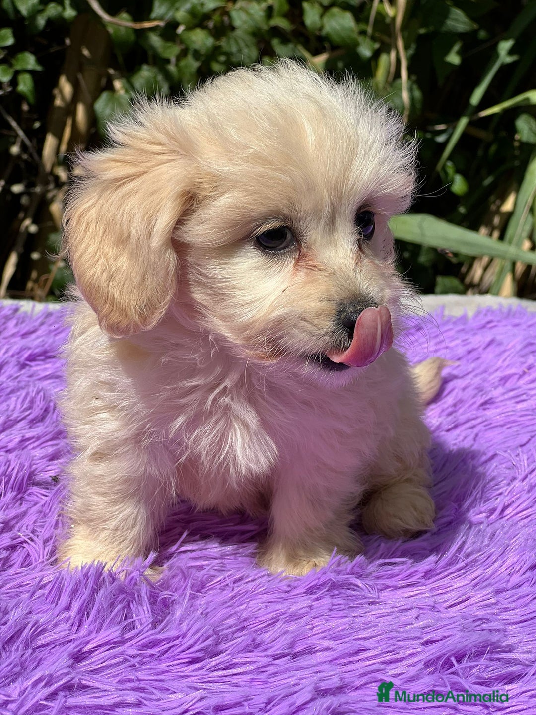 Maltipoo perros en venta: Maltipoo apricot - Imagen 12