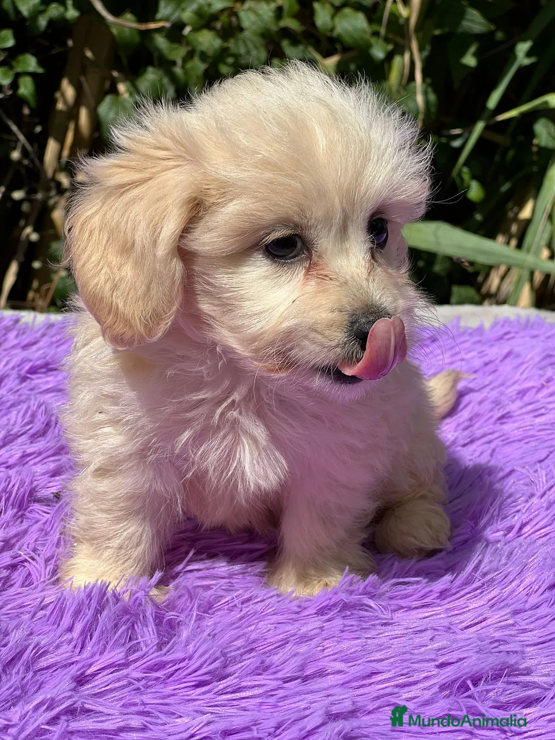 Maltipoo perros en venta: Maltipoo apricot - Anuncio 12