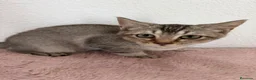 Raza Mixta gatos en venta: Cruce de British  - Anuncio 2