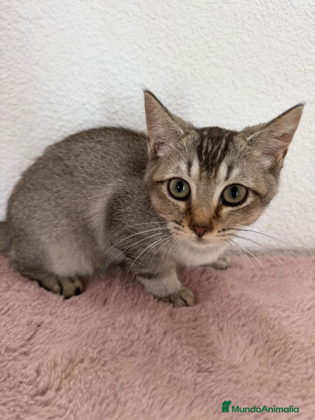 Raza Mixta gatos en venta: Cruce de British  - Anuncio 2