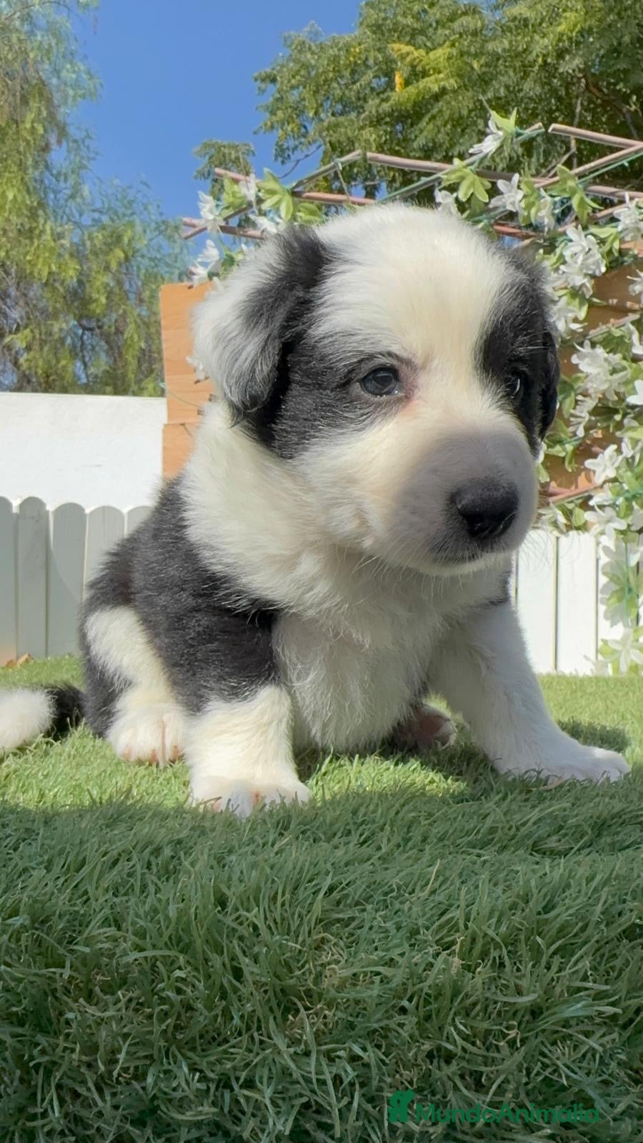 Border Collie perros BORDER COLLIE HEMBRA - Anuncio 1