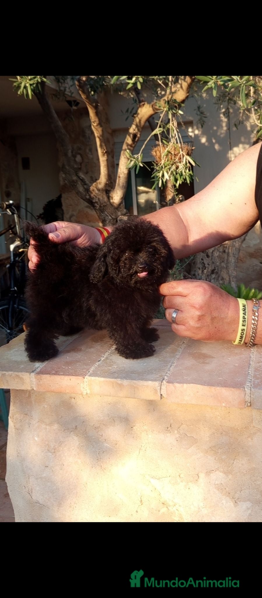 Caniche Toy perros Preciosa cachorrita caniche minitoy  - Anuncio 4