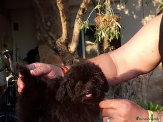 Caniche Toy perros Preciosa cachorrita caniche minitoy - Anuncio 4