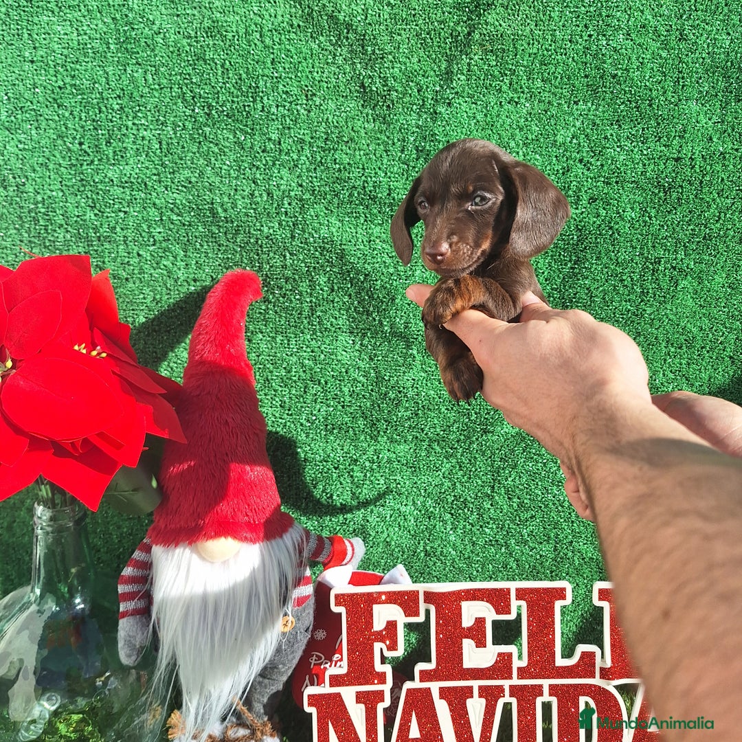 Teckel Miniatura perros en venta: TECKEL MINIATURA & KANINCHEN  CHOCOLATE  - Anuncio 3
