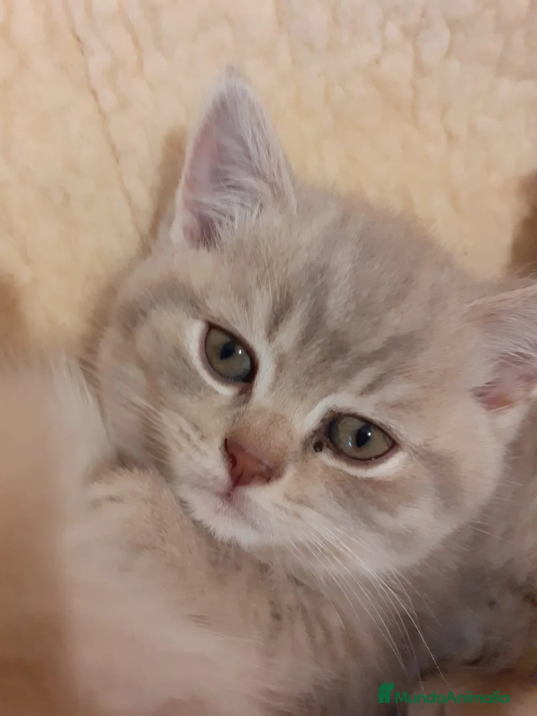 Británico de Pelo Corto gatos en venta: Encantadores Britthis lilac tabby en Madrid - Anuncio 3