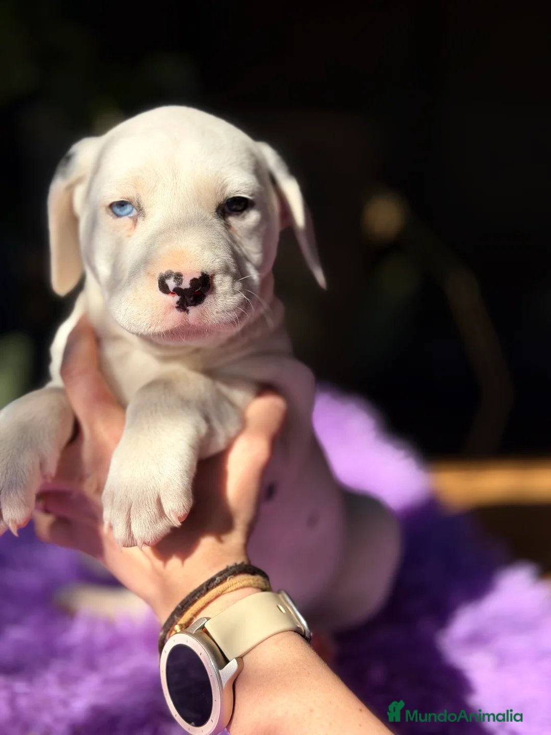 Dálmata perros en venta: Dálmata hembra  - Anuncio 5