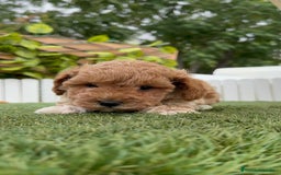 Caniche Toy perros en venta: CANICHE TOY MACHO - Imagen 11