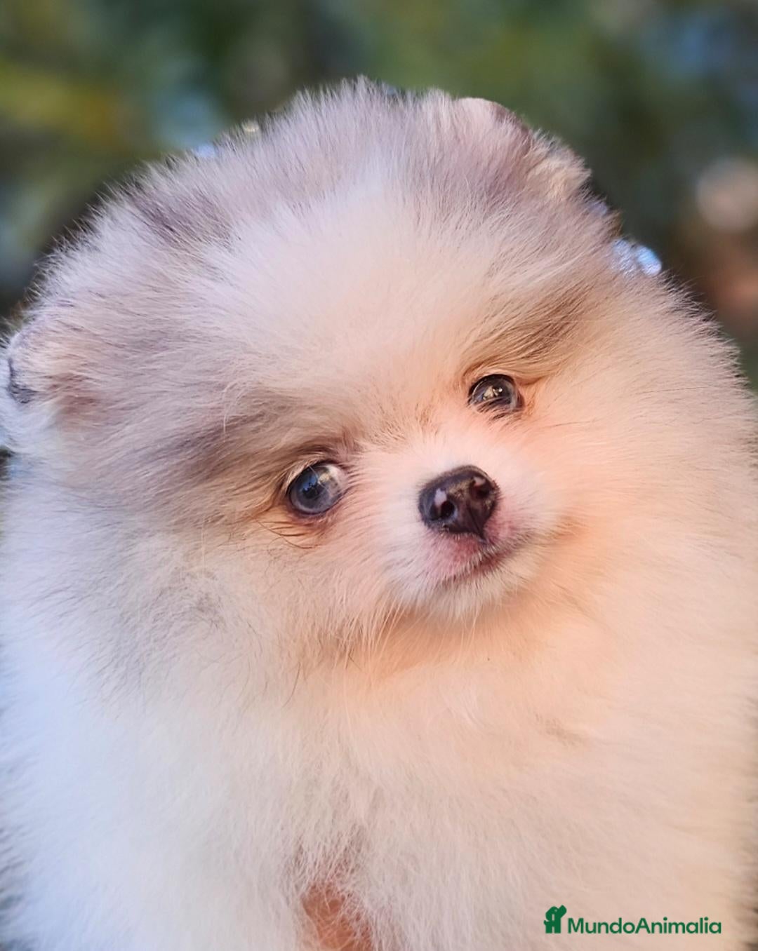 Pomerania perros Pomerania con ojos azules - Anuncio 1