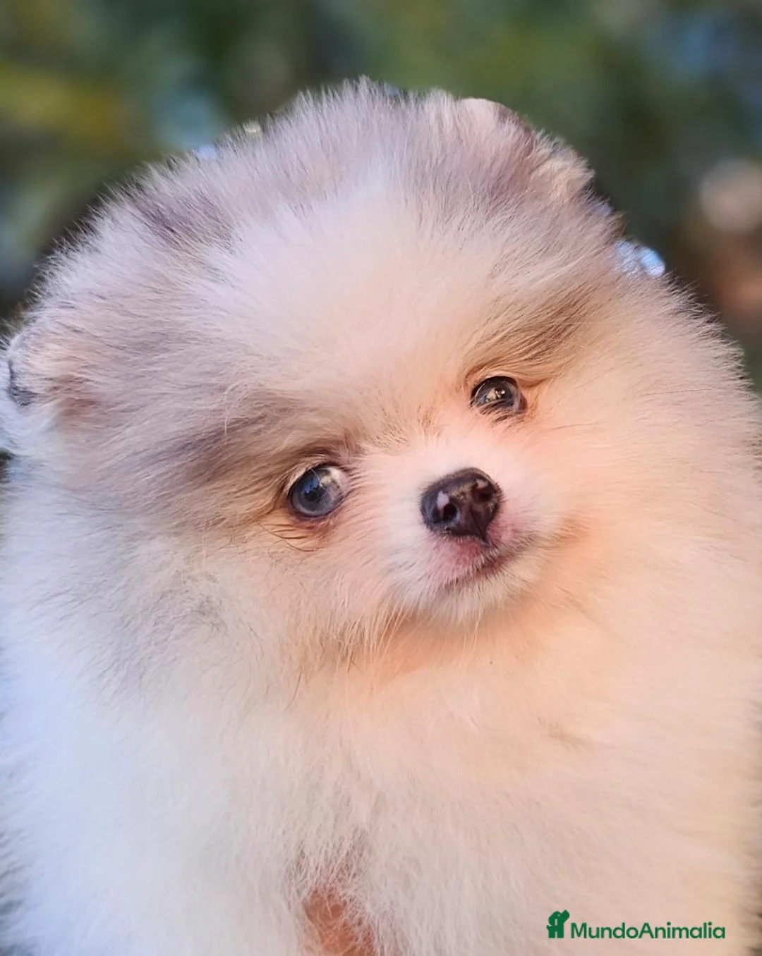 Pomerania perros en venta: Pomerania con ojos azules - Anuncio 1
