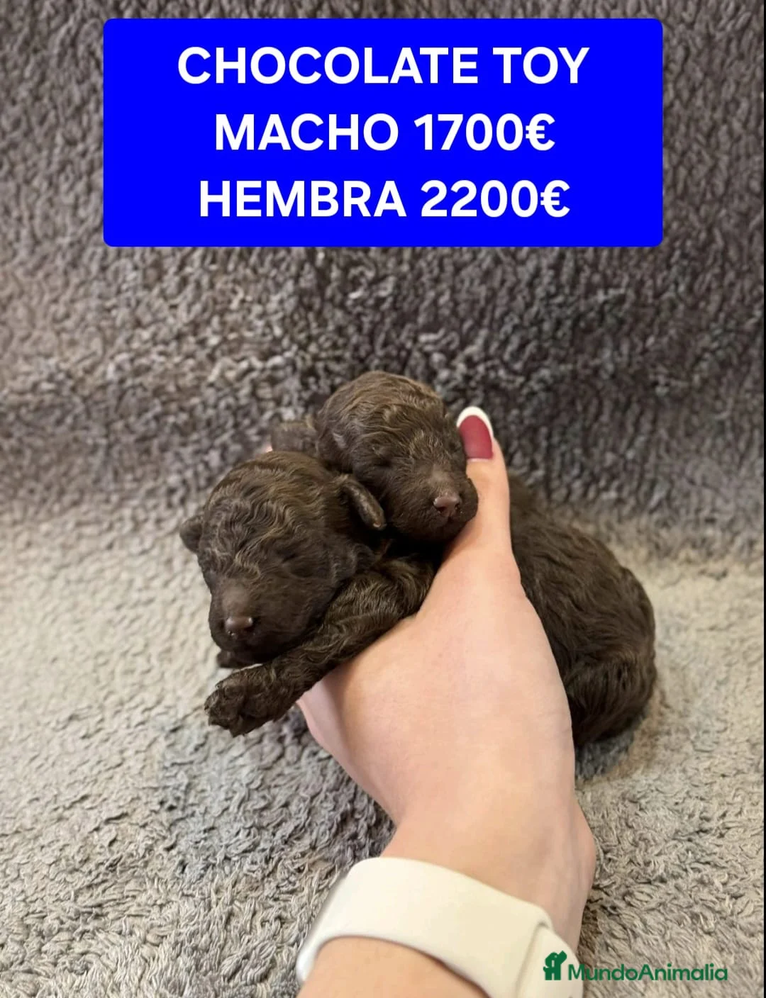 Caniche Toy perros en venta: Cachorros caniche toy - Anuncio 2