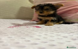 Yorkshire Terrier perros en venta: Yorkshire toy - Imagen 18
