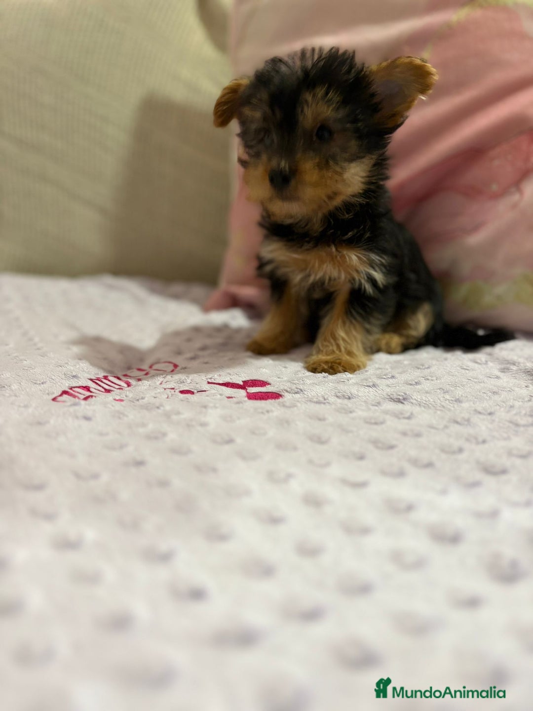 Yorkshire Terrier perros en venta: Yorkshire toy - Imagen 18