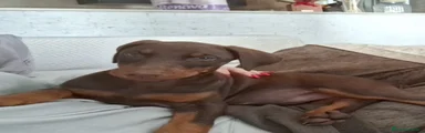 Dobermann Cachorro 2
