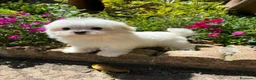 Bichón Maltés perros en venta: Bichon Maltés  - Anuncio 3