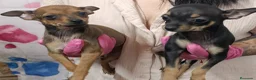 Ratón de Praga perros en venta: Ratón de Praga  - Anuncio 1