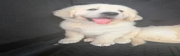 Golden Retriever perros en venta: Golden Retriever  - Anuncio 4