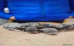 Teckel Miniatura perros en venta: Teckel miniatura  - Anuncio 1